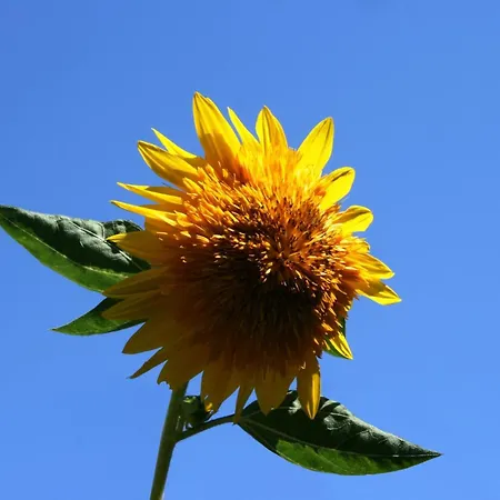 With A Parking Space - 6985 * Pula