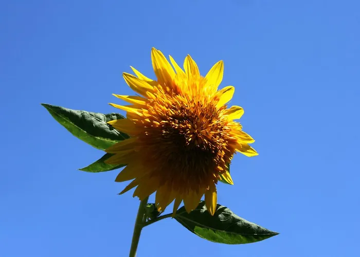 With A Parking Space - 6985 * Пула